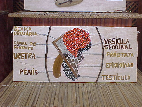 Escola Bosque, diagrama do sistema digestivo feito com sementes amazônicas