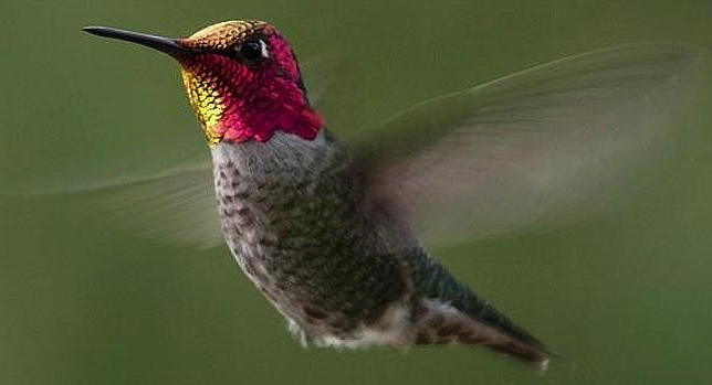 colibri batendo asas