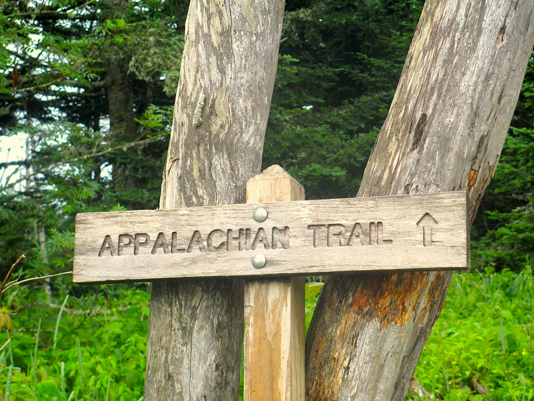 Appalachian sign on tree