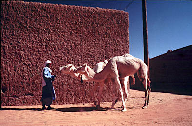 africa diario Ghardaia tuareg camelo