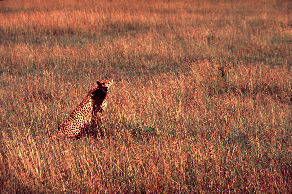 africa fotosafari masai mara guepardo