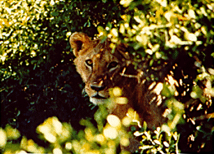 africa fotosafari masai mara leoa