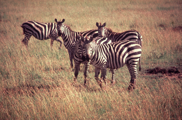 africa fotosafari masai mara zebras