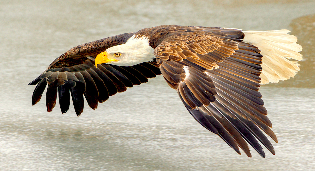 appalachian Bald Eagle