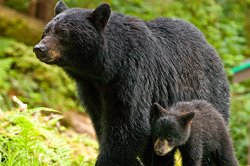 appalachian Black Bear Cub Mom