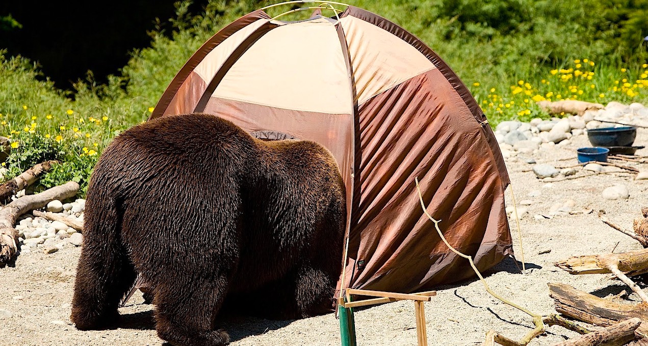 appalachian bear camping tent