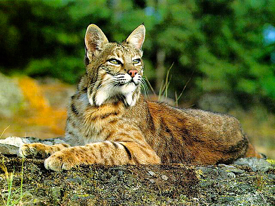 appalachian lince vermelho bobcat Lynx rufus