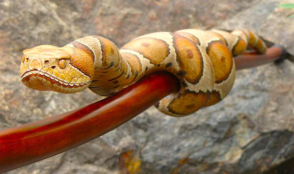 appalachian snake copperhead
