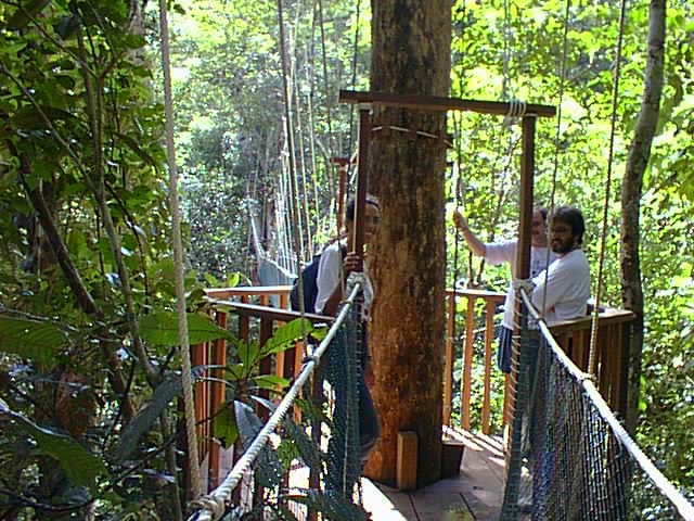 canopy floresta tropical Una passarela plataforma arvore