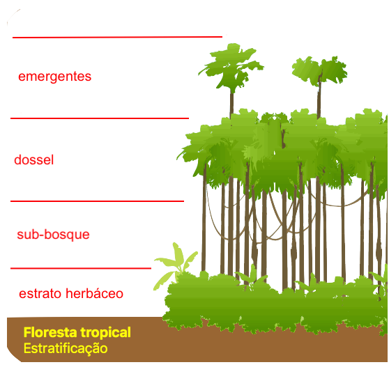 canopy floresta tropical estratificacao