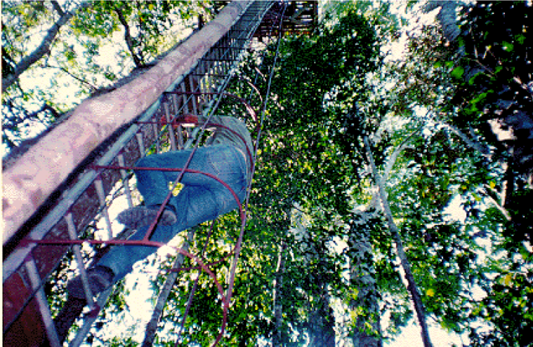 canopy veracel veracruz tower 20m escada acoplada