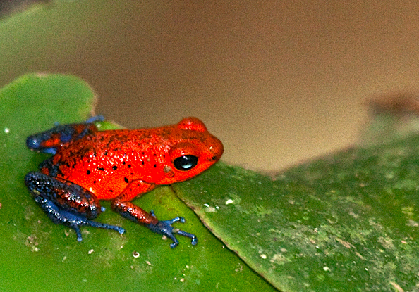 trilhas poison daret frog Oophaga pumilio la selva costa rica