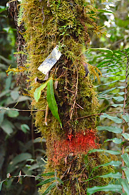 trilhas research treemark tag la selva costa rica