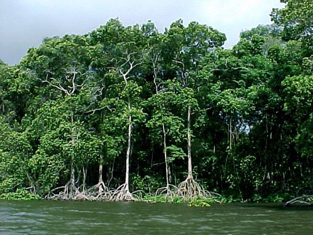 preguicas out1999 flora manguezal raizes