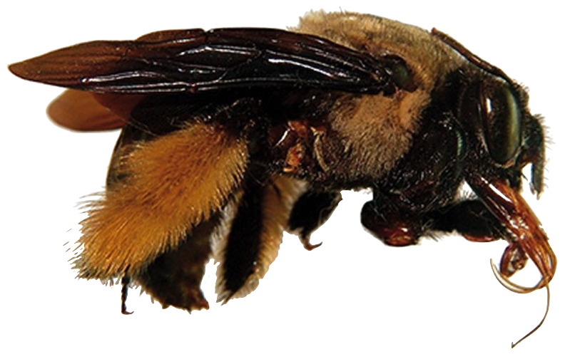 ecoparque abelha flava abelha de oleo WEB