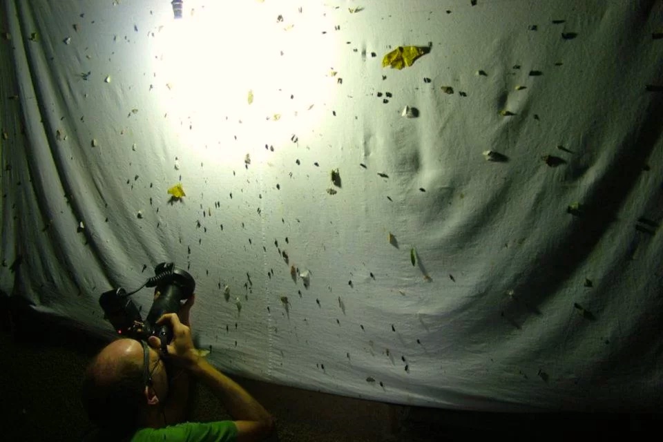 ecoparque armadilha fotografando insetos noturnos