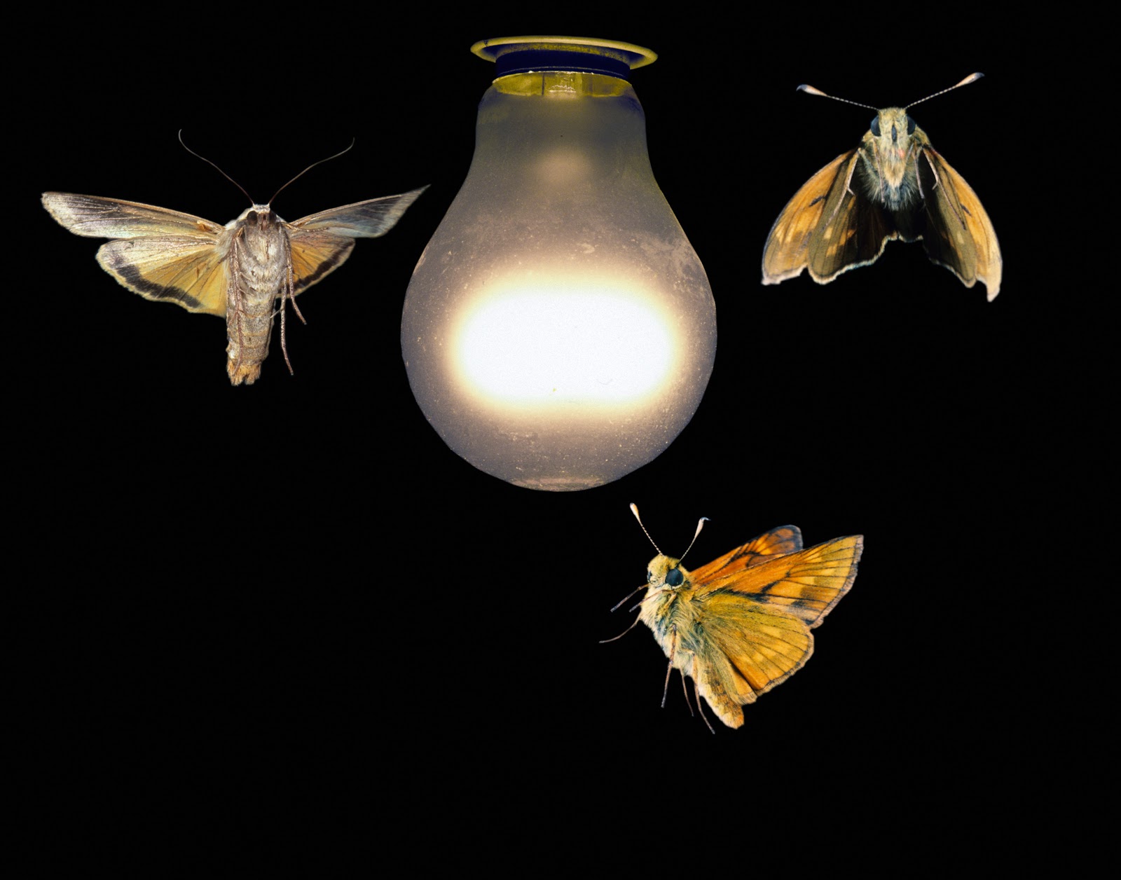 ecoparque armadilha luz mariposas lampada