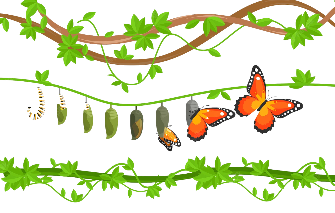 ecoparque borboleta lagarta metamorfose de borboleta casulo WEB