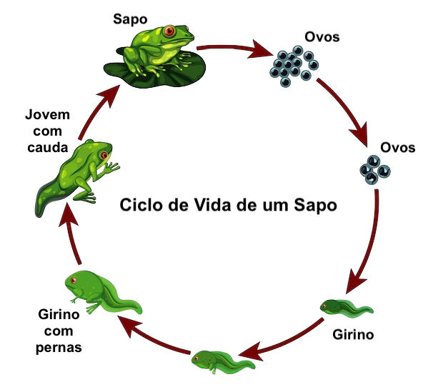 ecoparque ranario diagrama ciclo de vida do sapo WEB