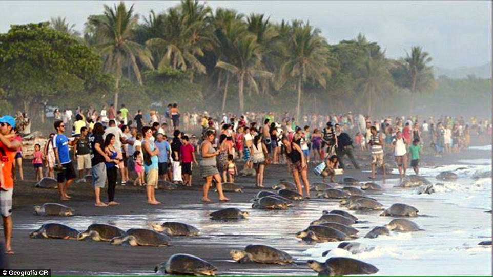 macuco observacao tartarugas ostional beach costa rica