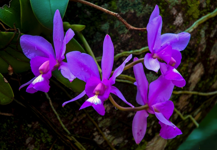 macuco orquidea