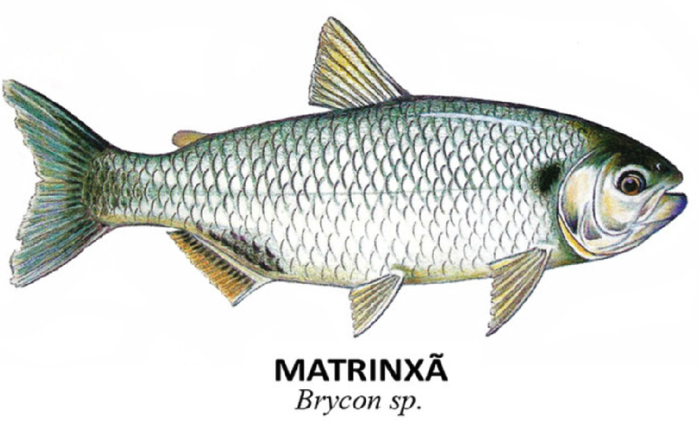 peixes matrinxa brycon sp