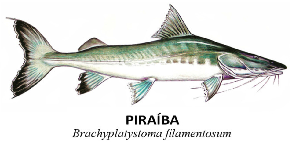 peixes piraiba ou filhote brachyplatystoma filamentosum