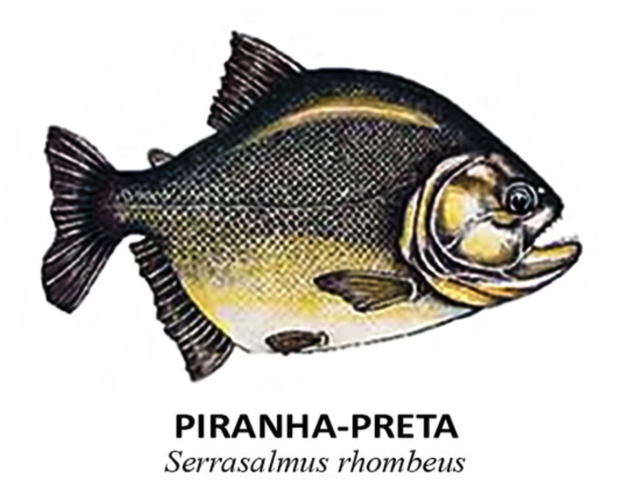peixes piranha preta serrasalmus rhombeus