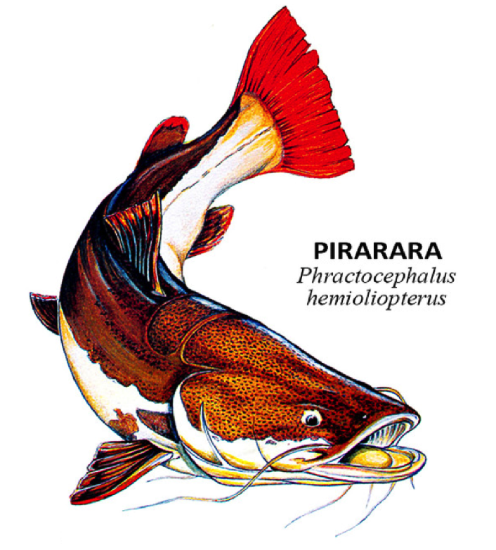 peixes pirarara phractocephalus hemioliopterus