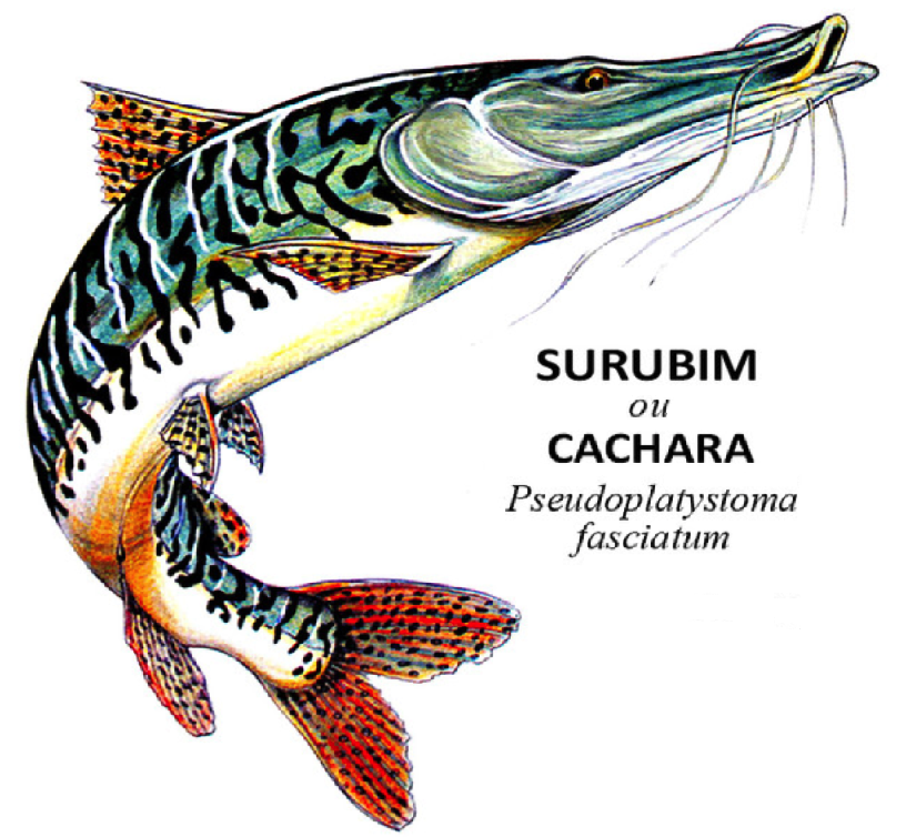 peixes surubim ou cachara pseudoplatystoma fasciatum