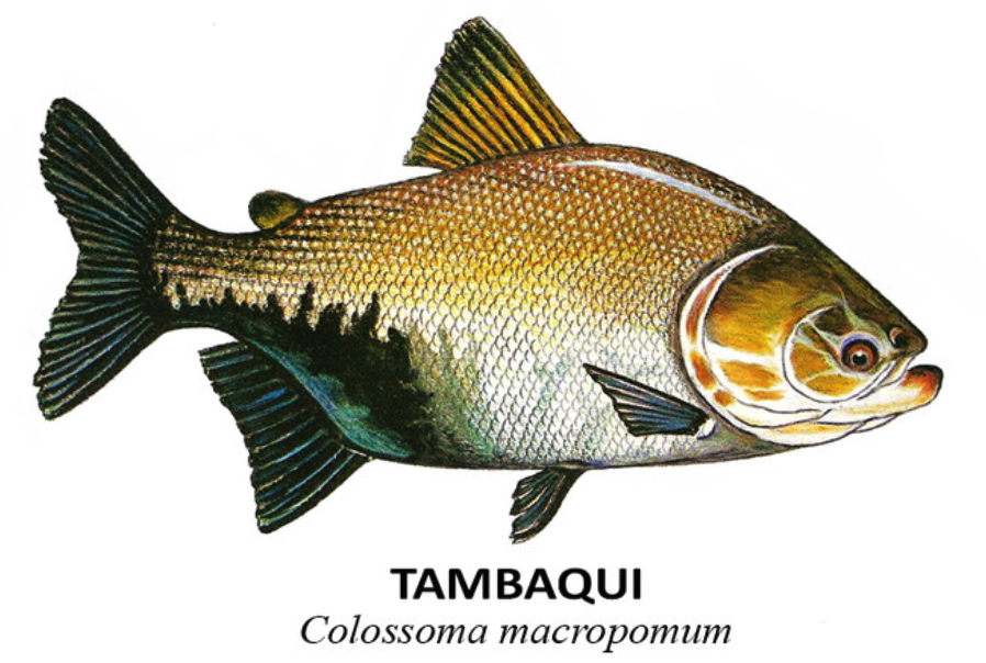 peixes tambaqui colossoma macropomum