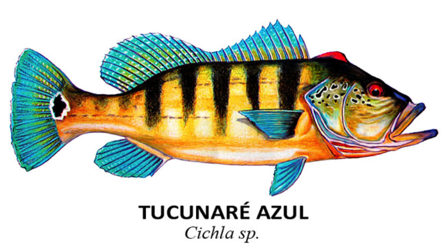 peixes tucunare azul cichla sp