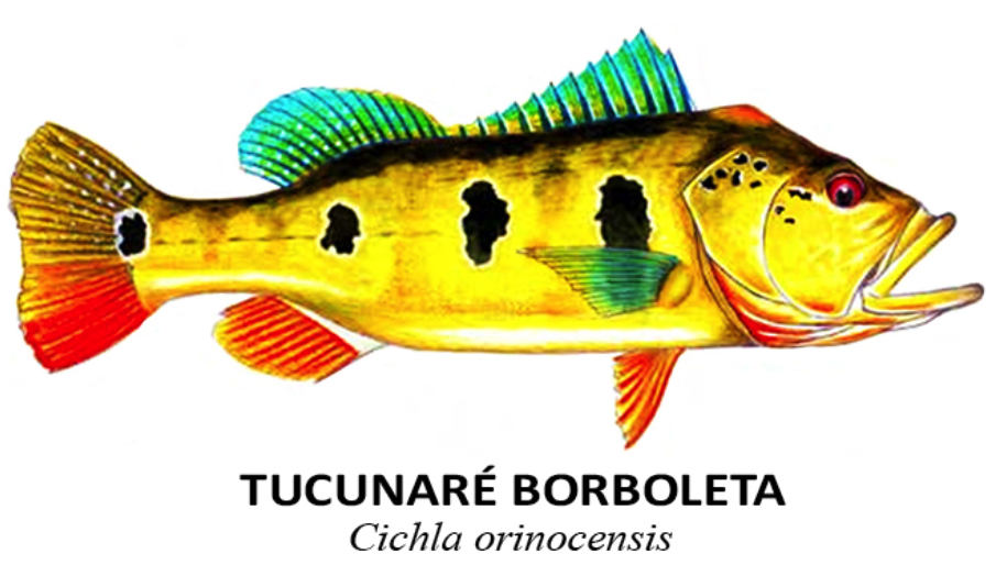 peixes tucunare borboleta cichla orinocensis