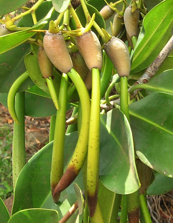 Rhizophora mangle semnome