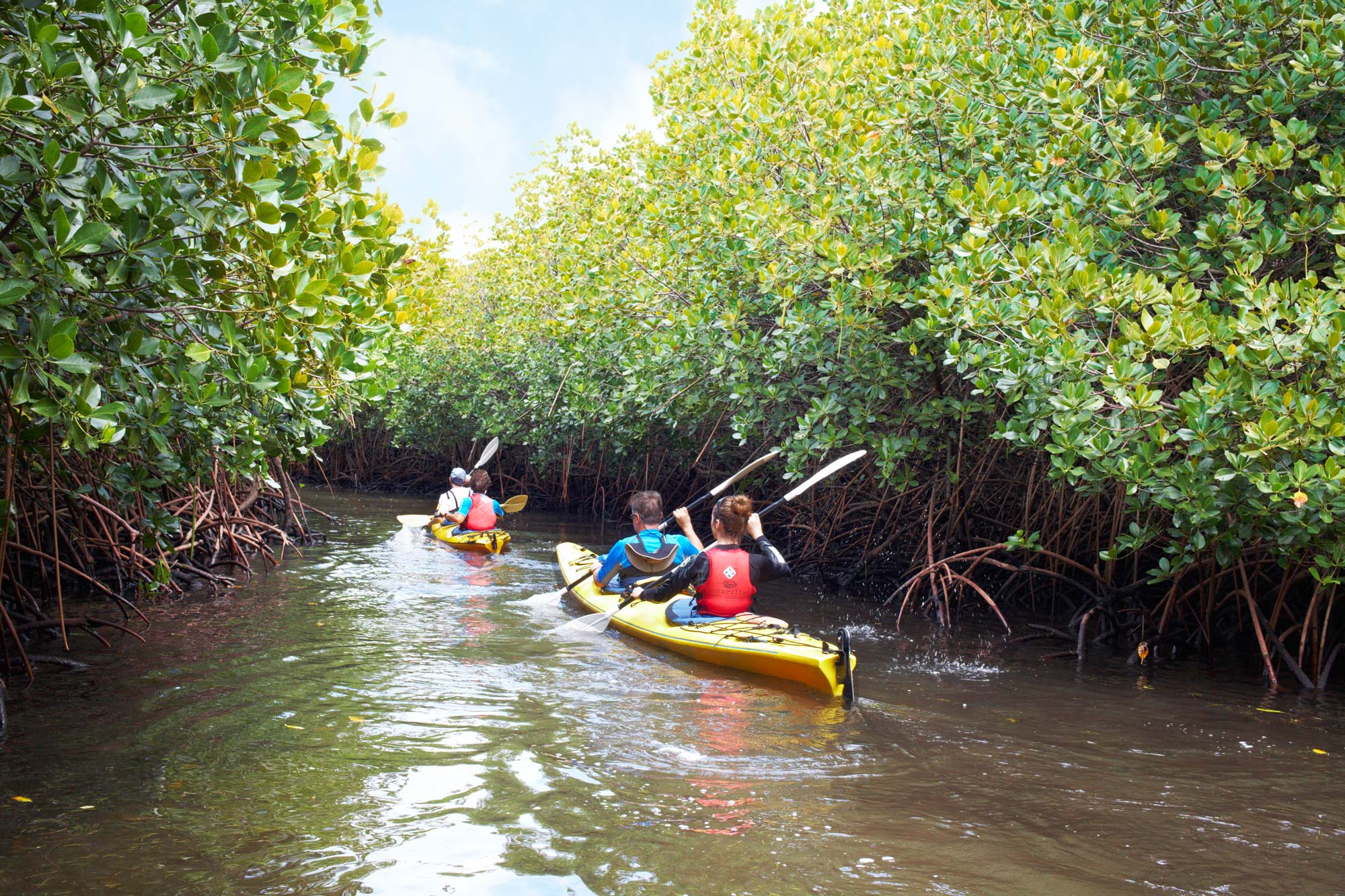 mangrove caiaque