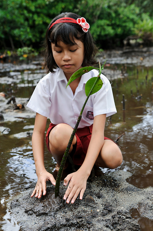 mangrove child planting