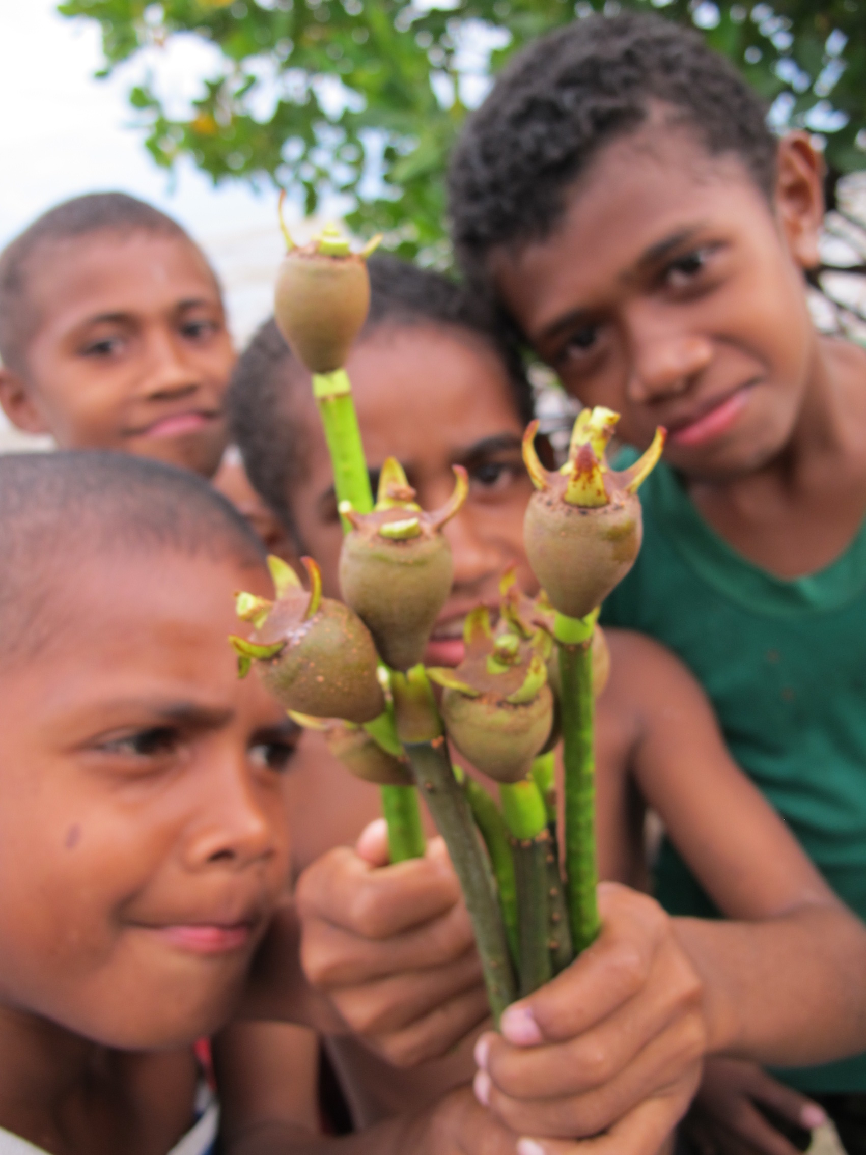mangrove kids bulbs