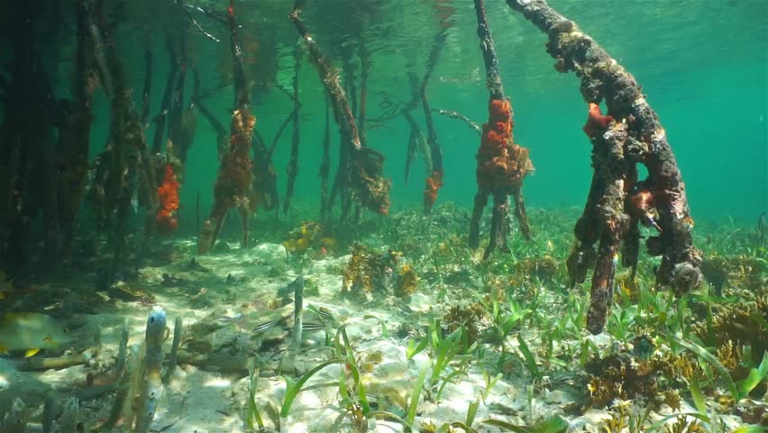 mangrove underwater roots