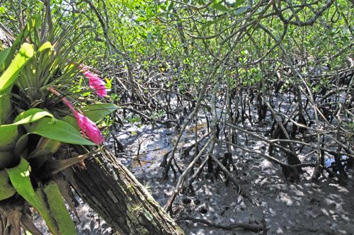 mangue flora bromelia