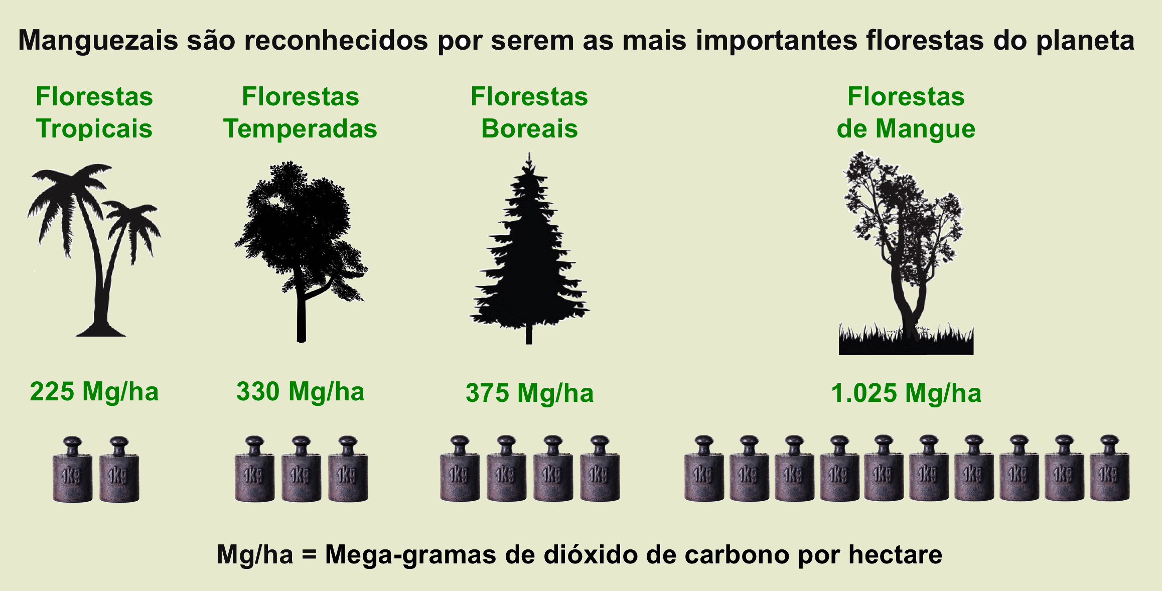 manguezal sequestro de carbono comparacao fundoWEB